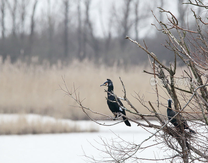 巢的鸬鹚(Phalacrocorax carbo)